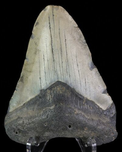 Bargain, Megalodon Tooth - North Carolina #66441